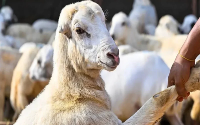 حصري النور نيوز | السعودية تطبق بيع المواشي بالوزن لتعزيز الأمن الغذائي بدءا من هذا الموعد