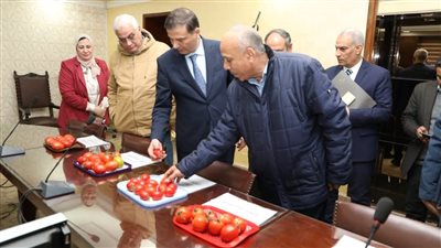 حصري النور نيوز | الزراعة تنجح في استنباط 8 أصناف جديدة من تقاوي الطماطم